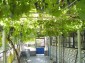 The garden