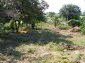 the garden