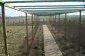  The garden
