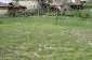 The garden