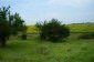 The garden