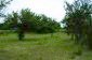 The garden