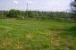 The garden