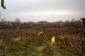 The garden