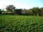 garden and surroundings of the property