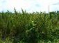 land for sale reveals mountainous view