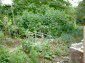 garden and surroundings of the property
