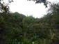 garden and surroundings of the property