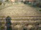 The garden