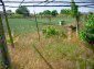 the garden
