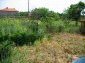 the garden 