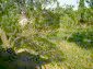 Garden 3