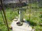 The garden