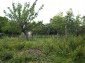 Garden 1