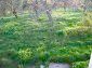 Garden 1