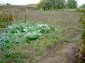 The garden