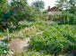 The garden