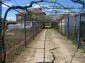 Trellis vine