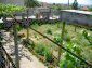 Trellis vine