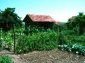 The garden