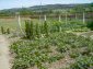 The garden