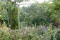 A garden