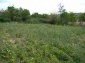 The garden