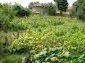 A garden