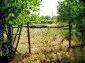 The garden