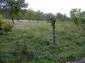 The garden