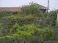 The garden