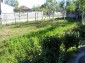 The garden