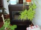 A stove