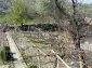 The garden