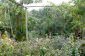 The garden