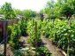 the garden