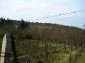 the vineyard in the garden