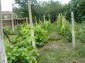 the yard