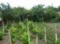 the vineyard
