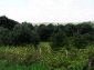 Garden 1