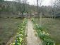 the garden