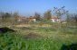 The garden