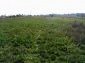 Lands for sale near Lovech