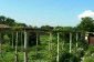 The garden
