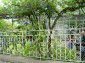the fence