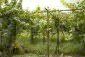 The garden
