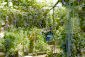 The garden