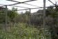 The garden