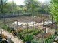 the garden