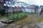 The garden